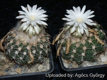 24294 agocs Agócs György