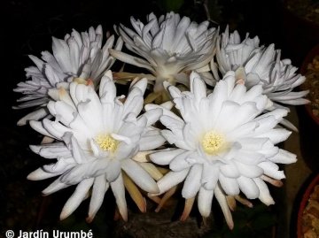 28101 alexander Alexander Arzberger