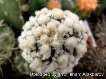 18709 Ilham Prof. Ilham Alakbarov