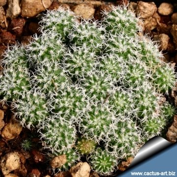 2898 cactus-art Cactus Art