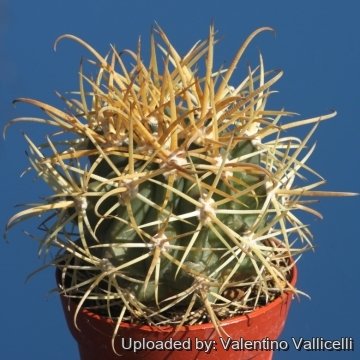 17599 valentino Valentino Vallicelli