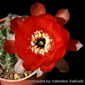 12519 valentino Valentino Vallicelli