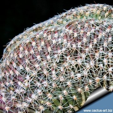 3505 cactus-art Cactus Art