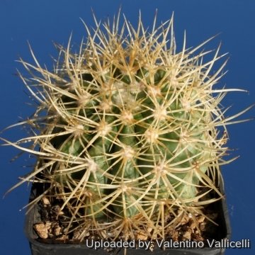 13870 valentino Valentino Vallicelli