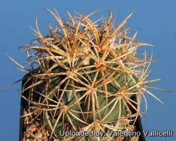 4351 valentino Valentino Vallicelli