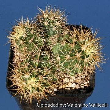 3544 valentino Valentino Vallicelli