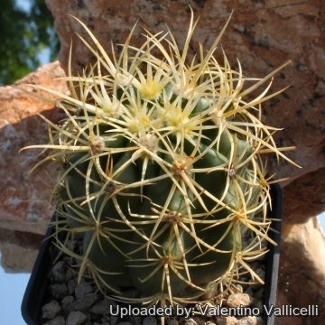 6493 valentino Valentino Vallicelli