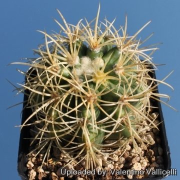 5851 valentino Valentino Vallicelli