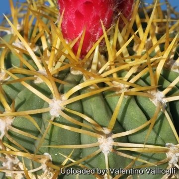 18007 valentino Valentino Vallicelli