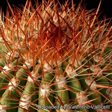 3556 valentino Valentino Vallicelli