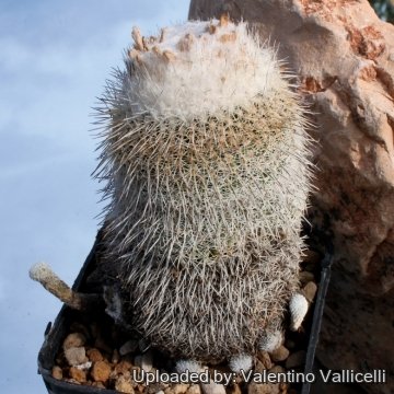 5996 valentino Valentino Vallicelli