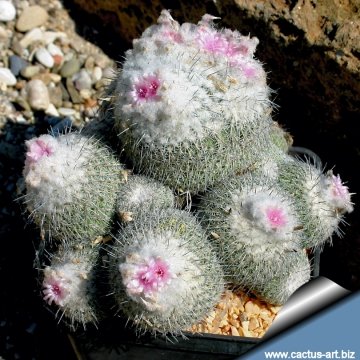 6002 cactus-art Cactus Art