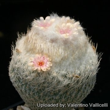 4976 valentino Valentino Vallicelli