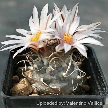 5986 valentino Valentino Vallicelli