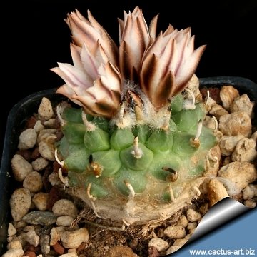 3648 cactus-art Cactus Art