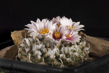 29445 cpif Peiffer Clement