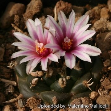 9624 valentino Valentino Vallicelli