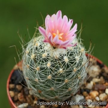 16929 valentino Valentino Vallicelli