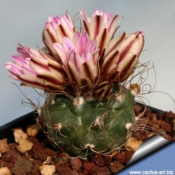 4216 cactus-art Cactus Art