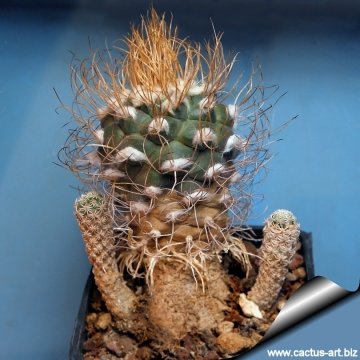 4218 cactus-art Cactus Art