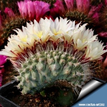 7546 cactus-art Cactus Art