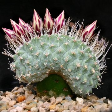 7550 cactus-art Cactus Art