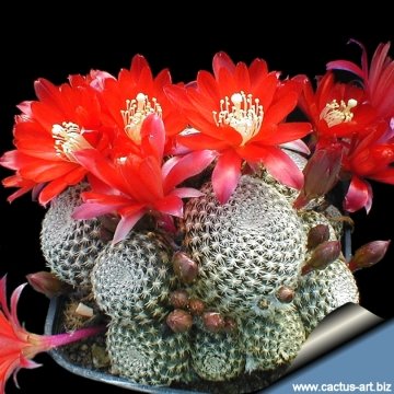 3901 cactus-art Cactus Art