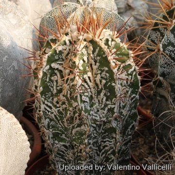 18927 valentino Valentino Vallicelli