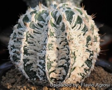 21767 flavio Flavio Agrosi