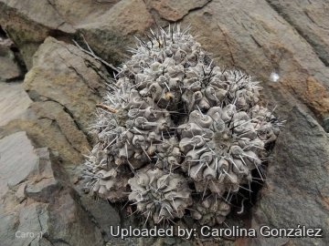 26277 carolina Carolina González