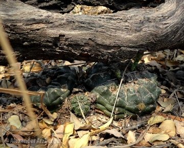 27317 alexander Alexander Arzberger