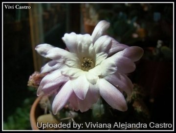 21838 viviana Viviana Alejandra Castro