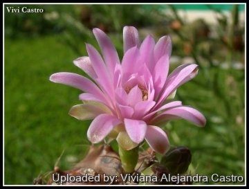 21541 viviana Viviana Alejandra Castro
