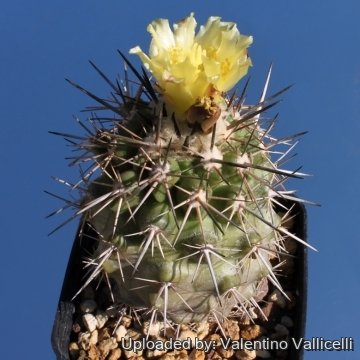 10585 valentino Valentino Vallicelli