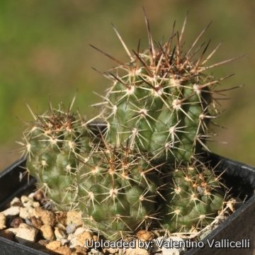 18282 valentino Valentino Vallicelli