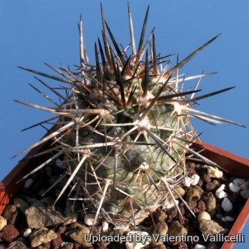 5850 valentino Valentino Vallicelli