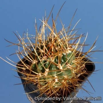 4323 valentino Valentino Vallicelli