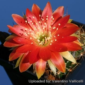 12457 valentino Valentino Vallicelli