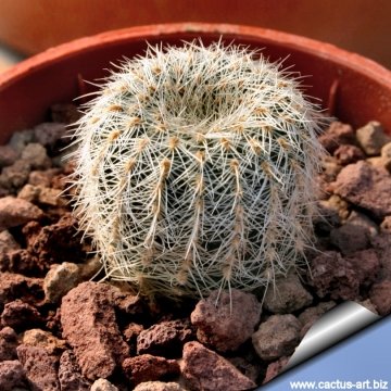 4357 cactus-art Cactus Art