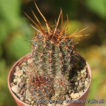 18303 valentino Valentino Vallicelli