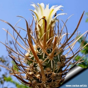 6812 cactus-art Cactus Art