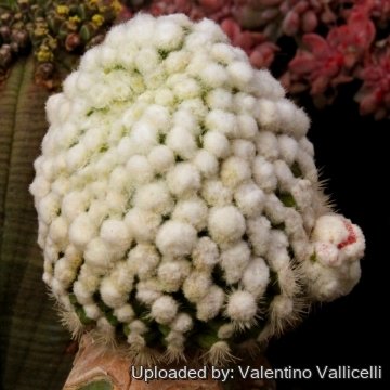 4535 valentino Valentino Vallicelli
