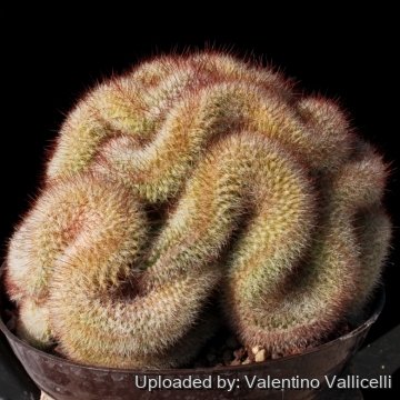 15338 valentino Valentino Vallicelli