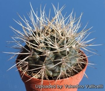 4709 valentino Valentino Vallicelli