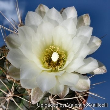 4711 valentino Valentino Vallicelli