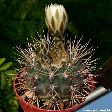 4714 cactus-art Cactus Art