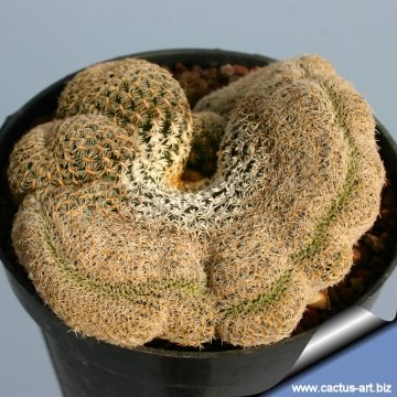 4748 cactus-art Cactus Art