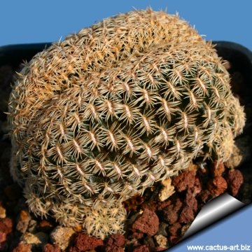 4749 cactus-art Cactus Art