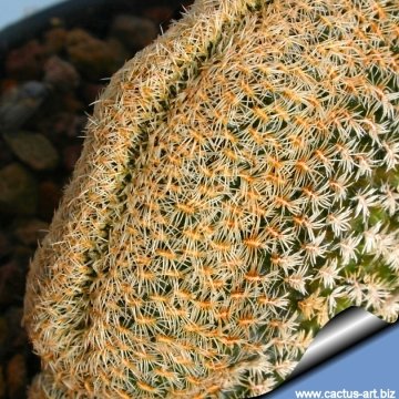 4750 cactus-art Cactus Art