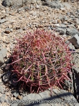 29947 RapCactus Raimondo Paladini